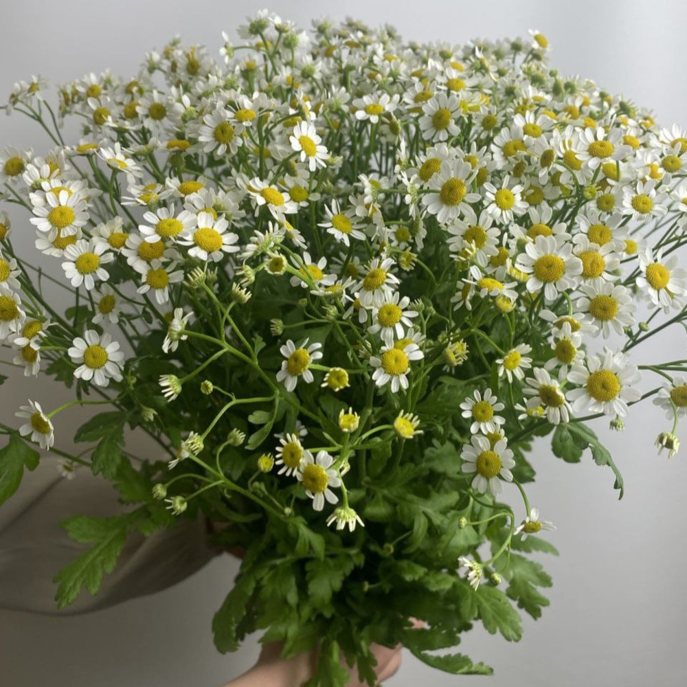 Свежих 15 кустовых ромашек под ленту