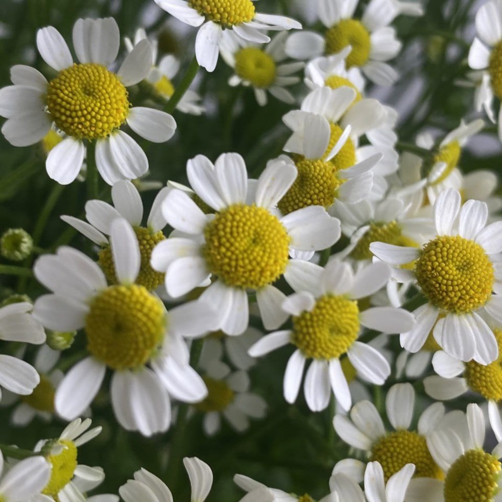 Свежих 17 кустовых ромашек под ленту