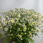 Доставка цветов по СПБ - Фотография 3