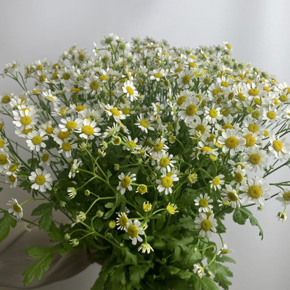 Свежих 19 кустовых ромашек под ленту