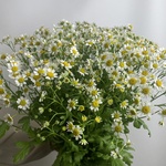 Доставка цветов по СПБ - Фотография 3