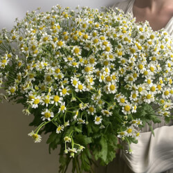 Букет «Свежая 21 кустовая ромашка под ленту» Букет «Свежая 21 кустовая ромашка под ленту»
