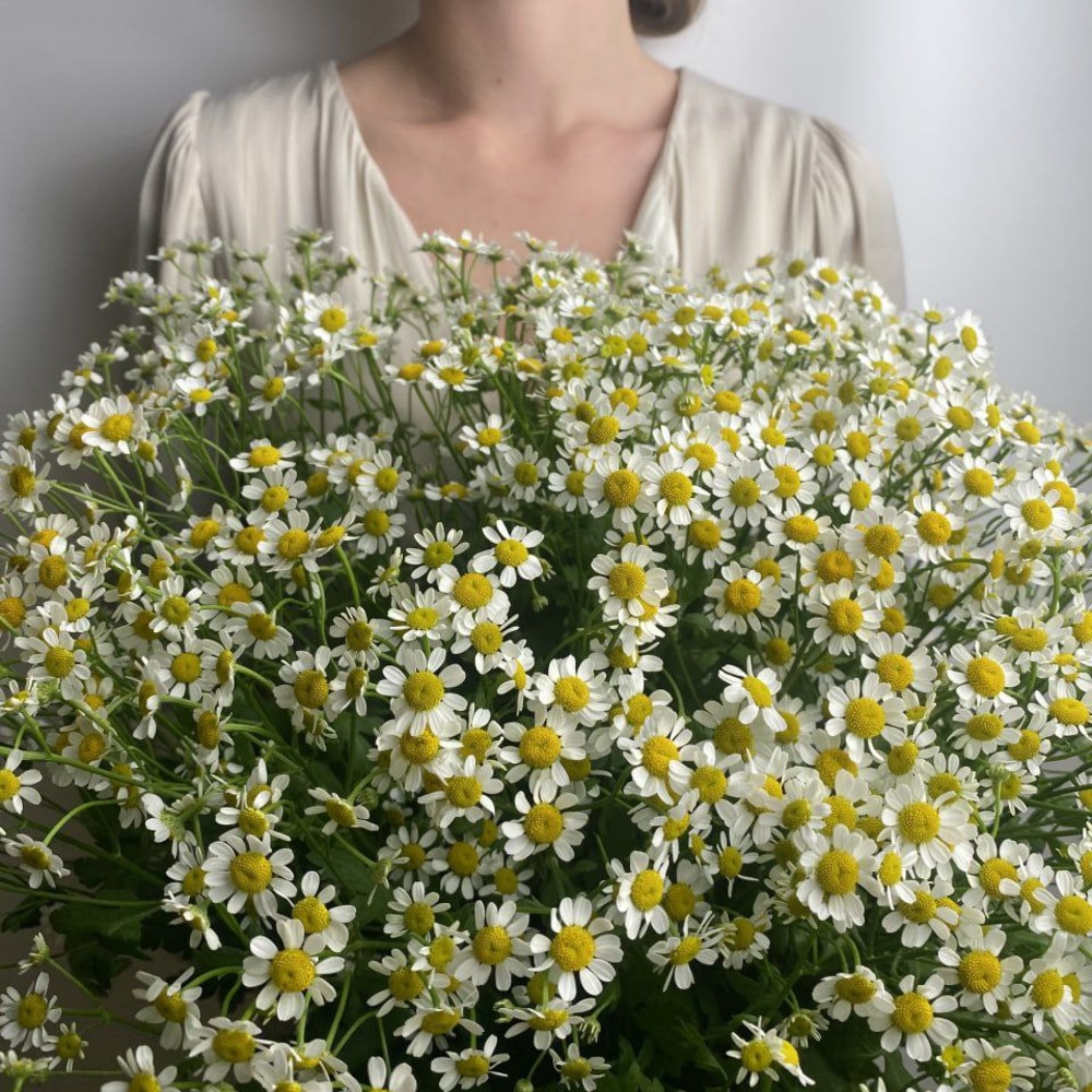 Свежих 25 кустовых ромашек под ленту