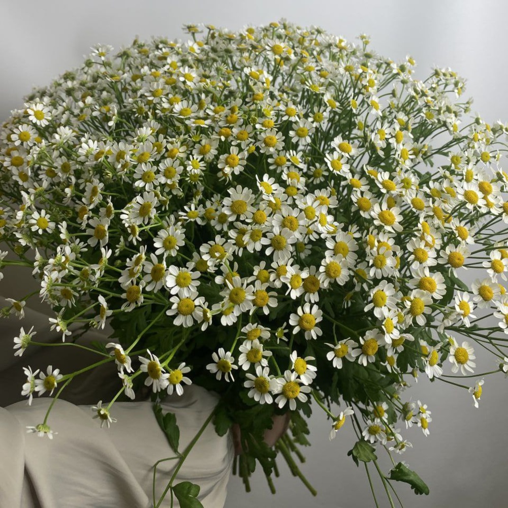 Свежих 25 кустовых ромашек под ленту