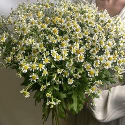 Букет «Свежих 25 кустовых ромашек под ленту» Букет «Свежих 25 кустовых ромашек под ленту»