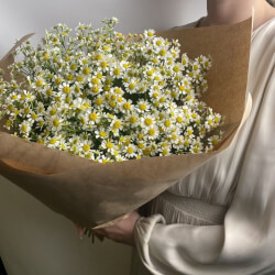 Букет «Свежих 25 кустовых ромашек в крафте» Букет «Свежих 25 кустовых ромашек в крафте»