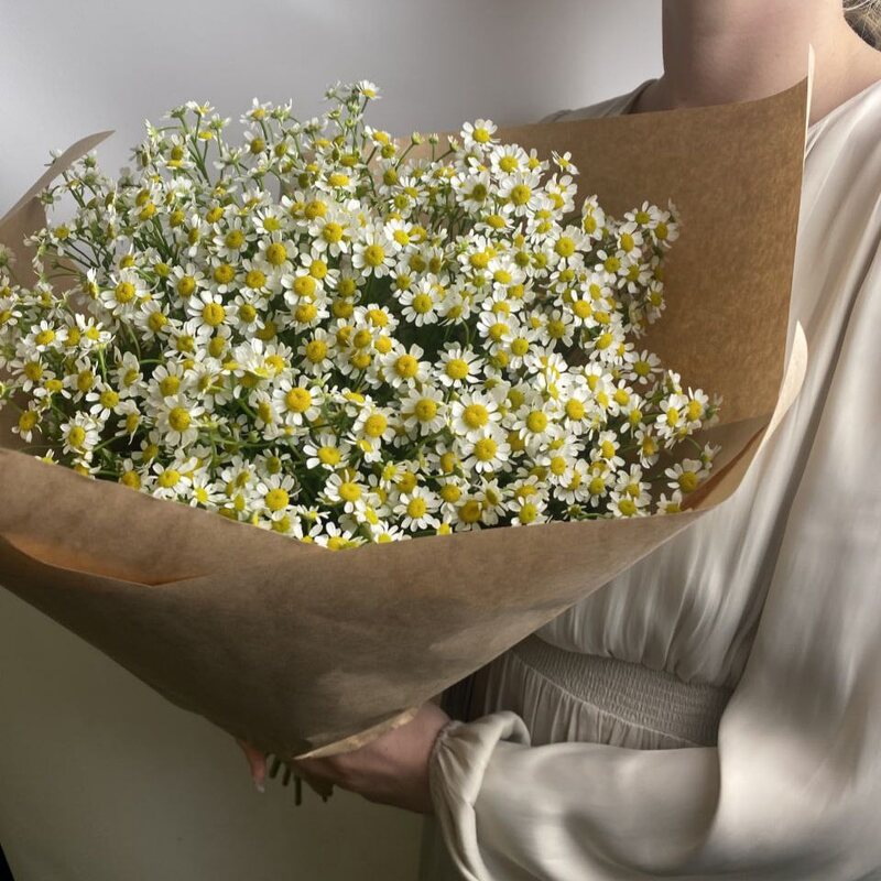 Свежих 17 кустовых ромашек в крафте