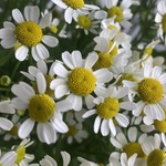 Доставка цветов по СПБ - Фотография 3