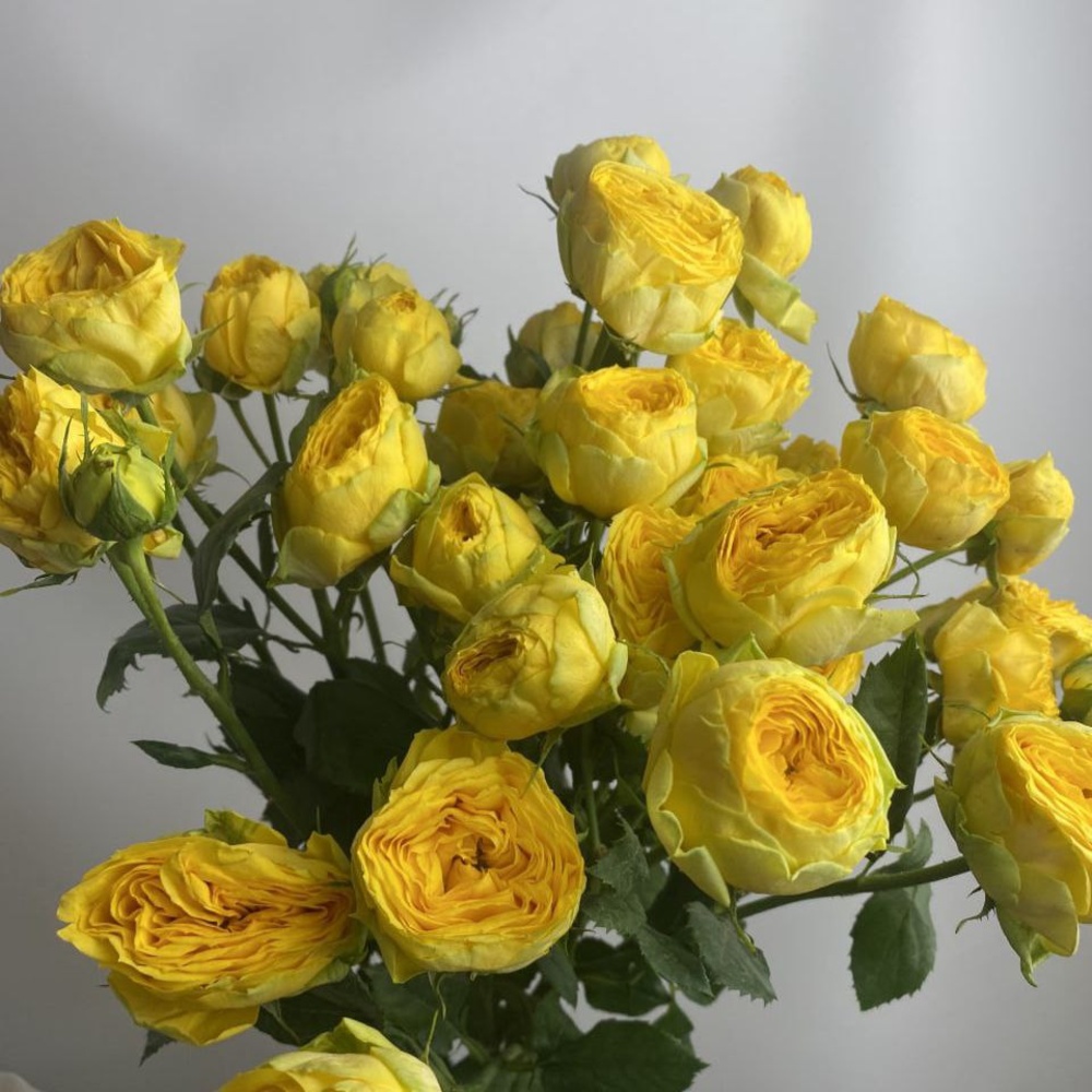 Свежих 5 пионовидных кустовых роз под ленту