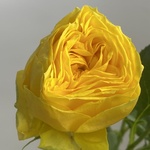 Доставка цветов по СПБ - Фотография 4