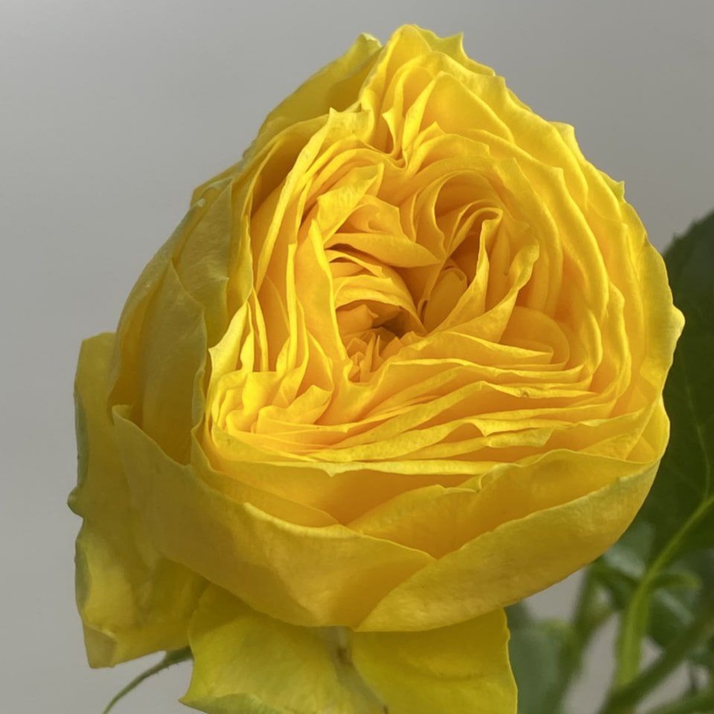 Свежих 11 пионовидных кустовых роз под ленту