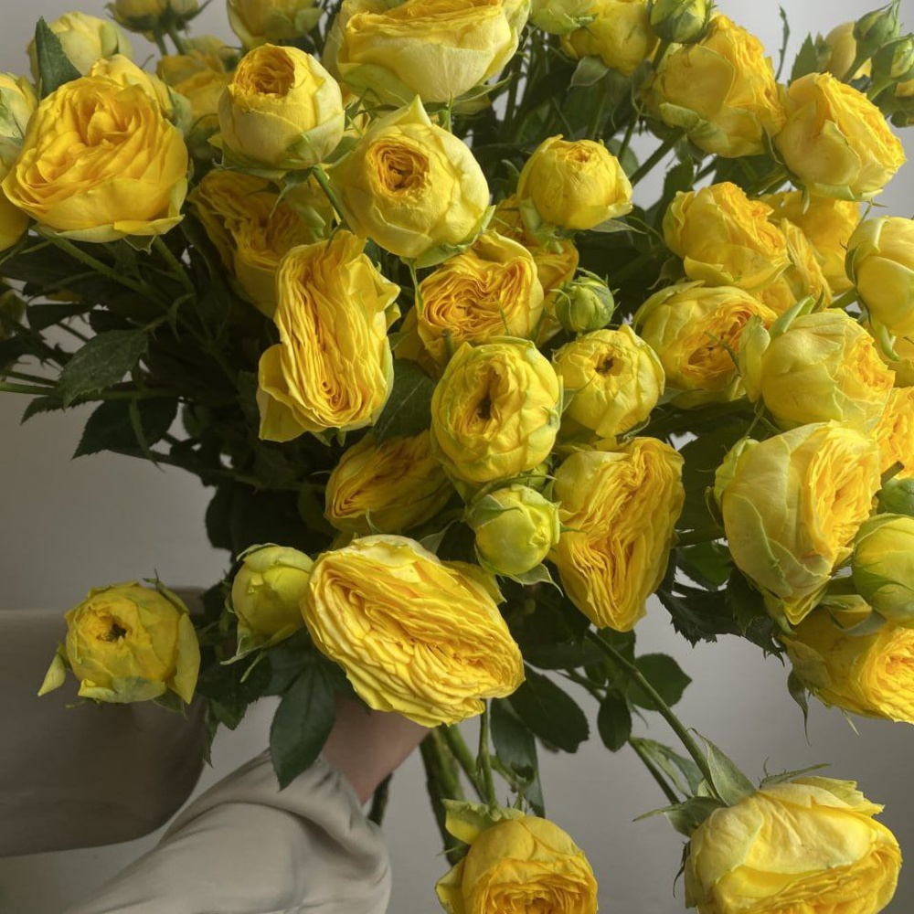 Свежих 13 пионовидных кустовых роз под ленту