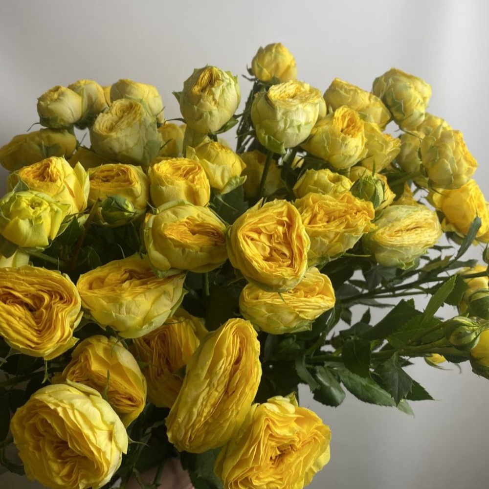 Свежих 15 пионовидных кустовых роз под ленту