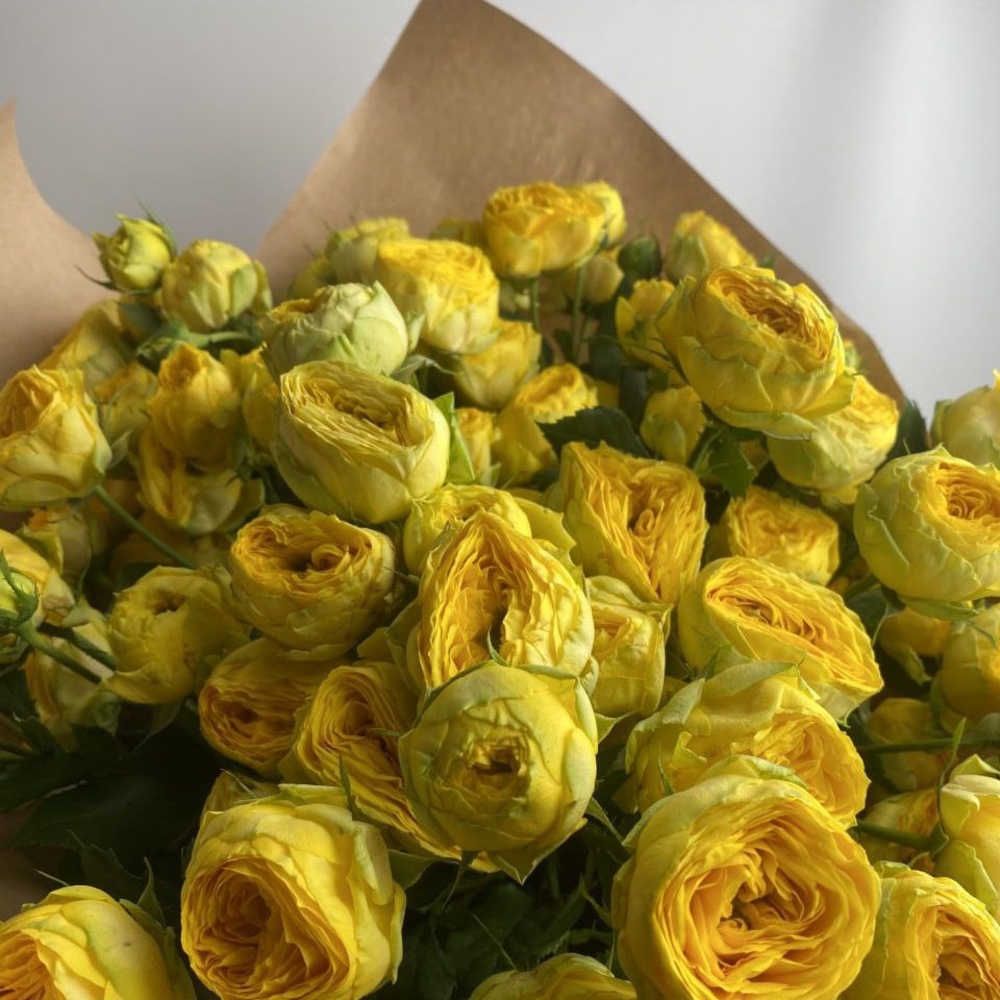 Свежих 13 пионовидных кустовых роз в крафте