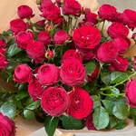 Пламенная маджента: 9 красных пионовидных роз  с доставкой в Санкт- Петербурге - Фотография 3