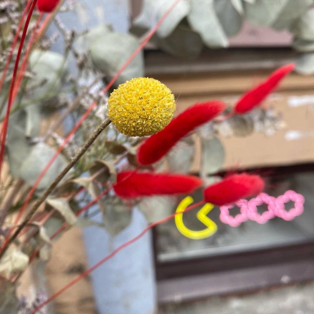 Редкое солнце вечно пасмурного города П: краспедия, протея, эвкалипт