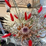 redkoe-solntse-vechno-pasmurnogo-goroda-p-kraspediya-proteya-evkalipt - Фотография 4