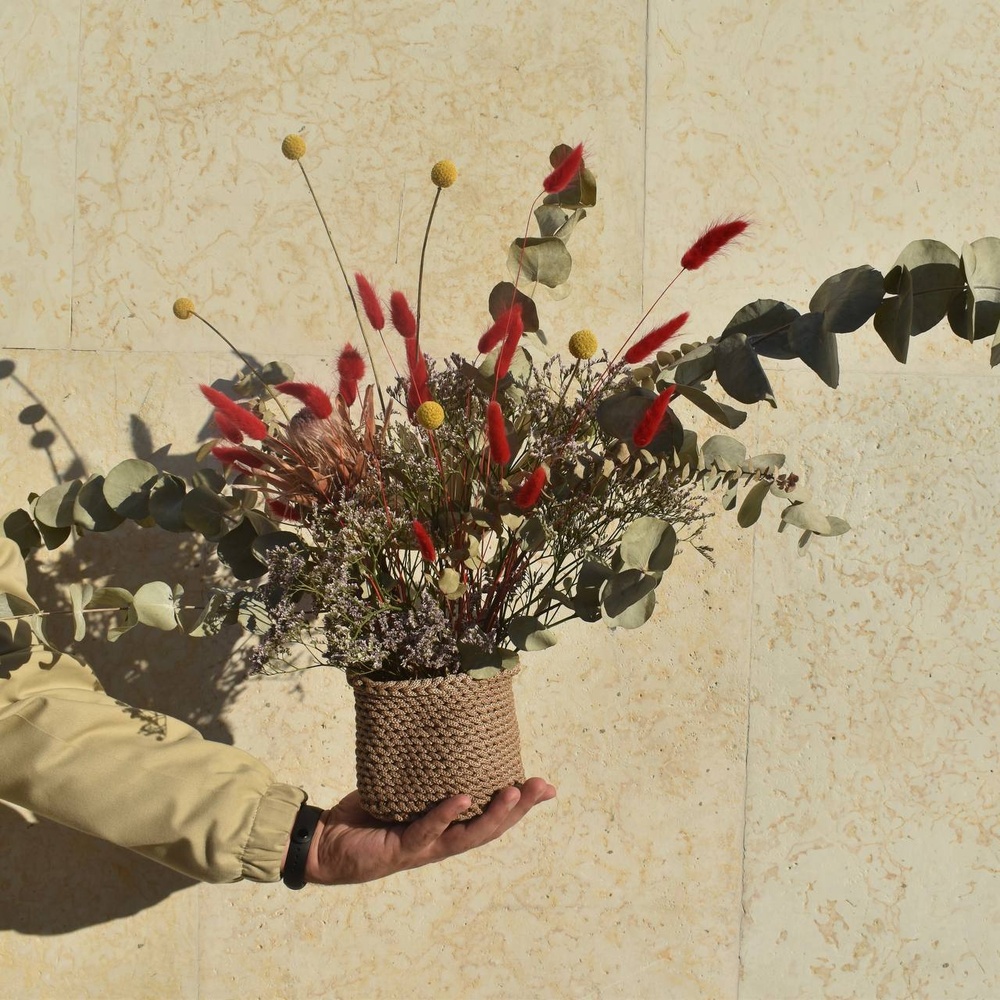 redkoe-solntse-vechno-pasmurnogo-goroda-p-kraspediya-proteya-evkalipt