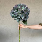 Ночь таинств: космическая гортензия купить с доставкой в Санкт-Петербурге - Фотография 3