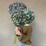 Ночь таинств: три космические гортензии с доставкой в Санкт-Петербурге - Фотография 1