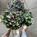 Ночь таинств: три космические гортензии с доставкой в Санкт-Петербурге - Фотография 4