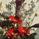 kharms-i-vino-chyernye-kally-kraspediya-gerbera - Фотография 5