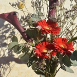 kharms-i-vino-chyernye-kally-kraspediya-gerbera - Фотография 3