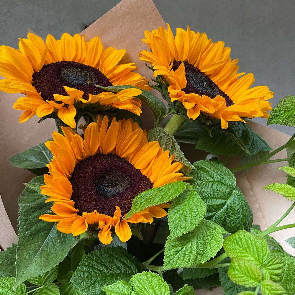 Дачный сезон: подсолнухи и листья малины