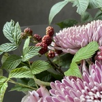 Мои заветные мечты: космическая хризантема, малина и другие цветы в Санкт-Петербурге - Фотография 7