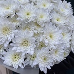 Белый шелк: 11 кустовых хризантем в Санкт-Петербурге - Фотография 3