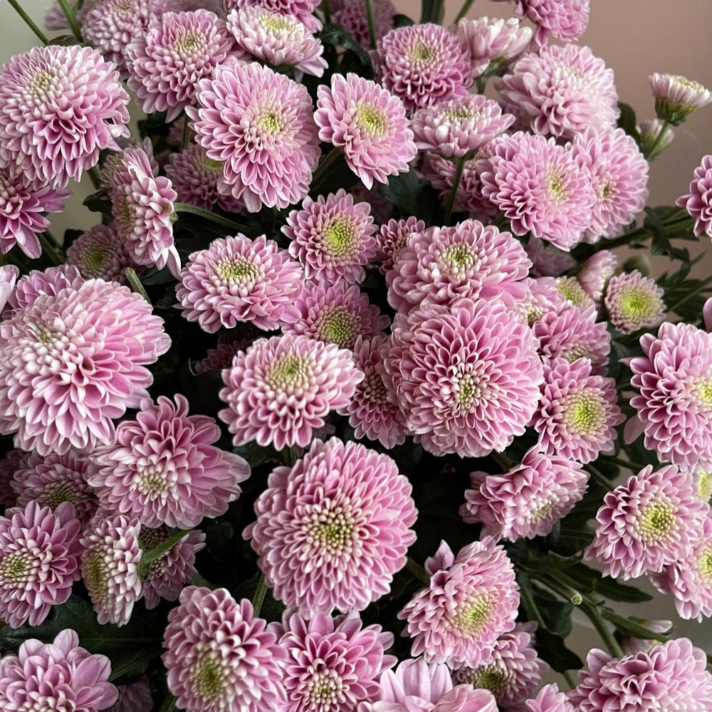 Ночной звездопад: букет из стойких хризантем с аквабоксом и коробкой-переноской