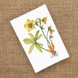 Букет «Открытка «Хелеборус» / 10х15 см / PrintMyFlowers 55121»