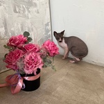 Твоей киске: пионовидные розы в шляпной коробке - Фотография 4 Твоей киске: пионовидные розы в шляпной коробке - Фотография 4