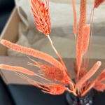 Экобокс: сухоцветы Лагурус, Бабала и Тритикум в Санкт-Петербурге - Фотография 6