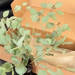 Экобокс: сухоцветы Эвкалипт в Санкт-Петербурге - Фотография 5 Экобокс: сухоцветы Эвкалипт в Санкт-Петербурге - Фотография 5