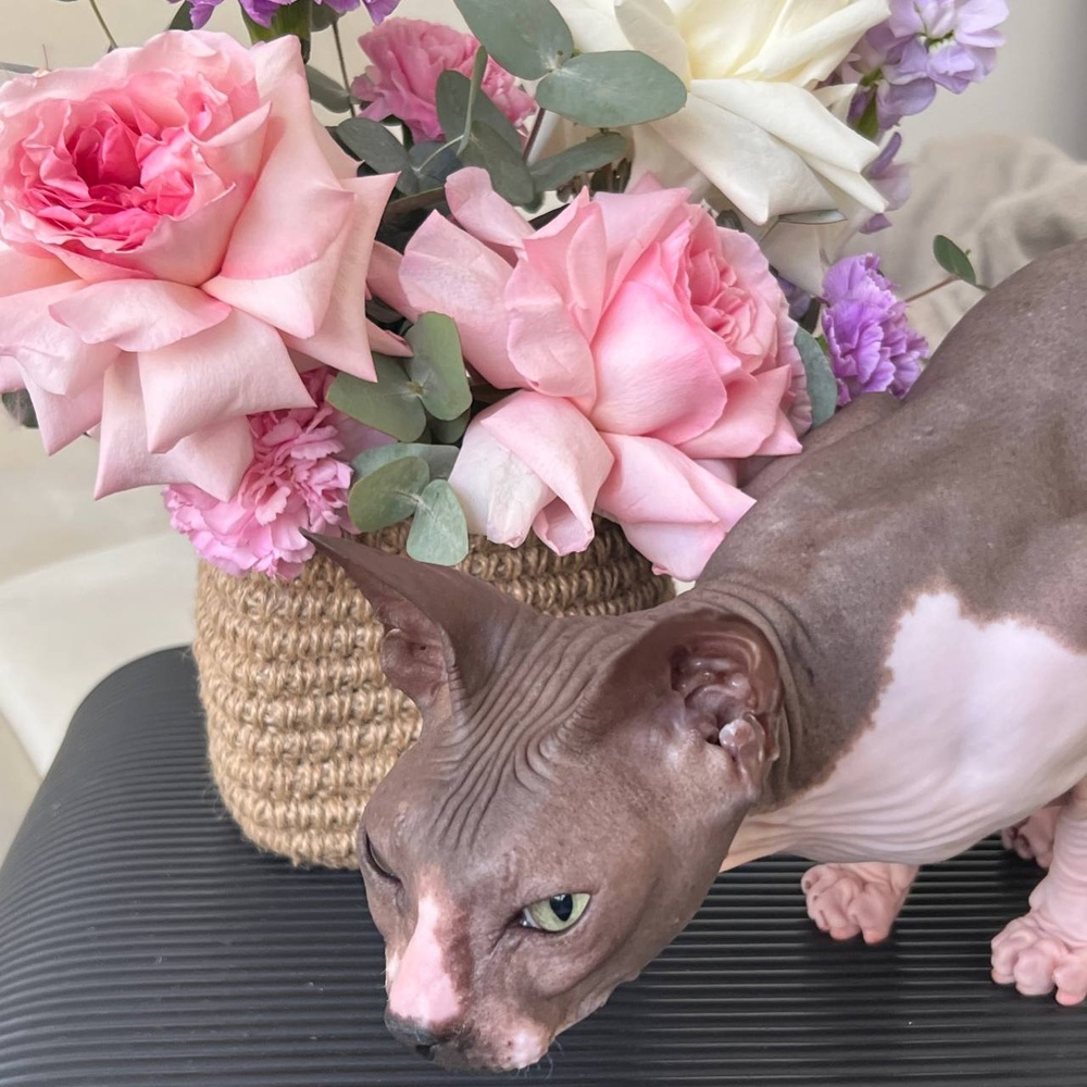 Пурпурный Майкл: композиция в кашпо ручной работы с пионовидными розами 