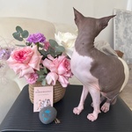 Пурпурный майкл: композиция в кашпо ручной работы  - Фотография 4