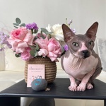 Пурпурный майкл: композиция в кашпо ручной работы  - Фотография 6