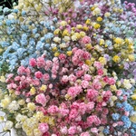 Радужный пони: разноцветная гипсофила в лаконичной упаковке в Санкт-Петербурге - Фотография 4