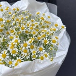 Ромашковый Ти: 9 ромашек в лаконичной упаковке в Санкт-Петербурге - Фотография 3