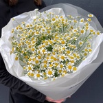 Ромашковый Ти: 15 ромашек в лаконичной упаковке - Фотография 1