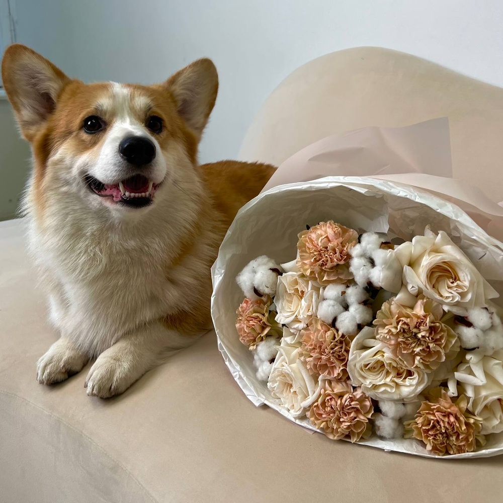 Щенячьи нежности: пионовидная роза, кремовая гвоздика и воздушный хлопок