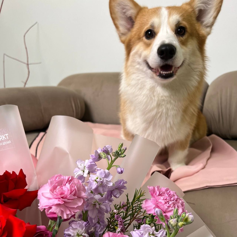 Пушистая любовь: роза Нина, ароматная маттиола и диантус + игрушка для собаки в подарок