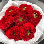 Грин Ай: очень стойкие и необычные розы - Фотография 2