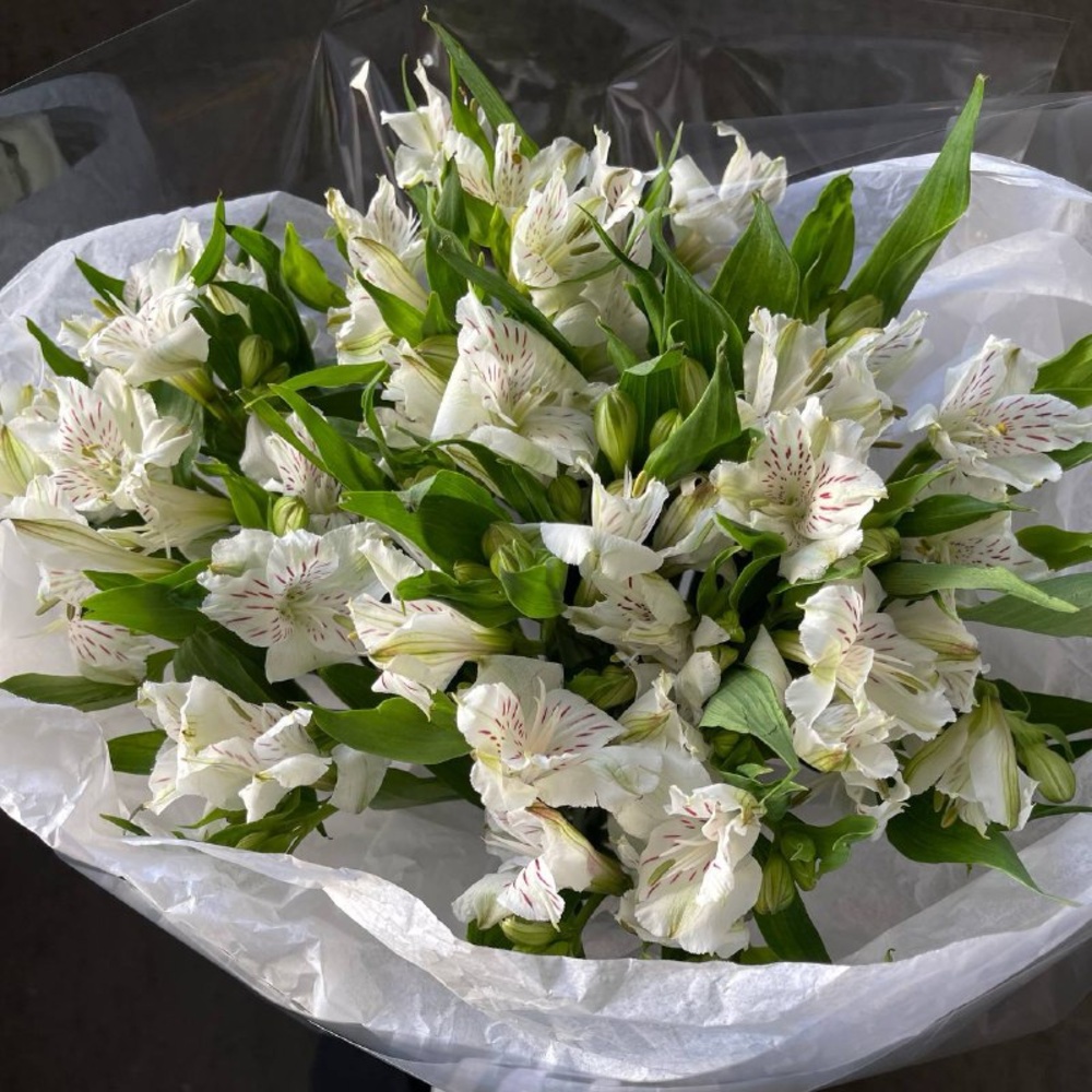 Пюр вайт: 11 белоснежных альстромерий