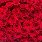 Кровавая Мэри: 101 красных роз в лаконичной упаковке - Фотография 5