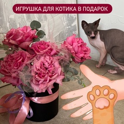 Букет «Твоей киске: стойкая пионовидная роза в шляпной коробке» Букет «Твоей киске: стойкая пионовидная роза в шляпной коробке»