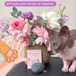 Пурпурный майкл: композиция в кашпо ручной работы  - Фотография 1