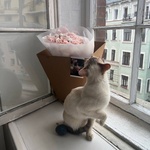 Мона Моника: букет из французских роз с хлопком - Фотография 6