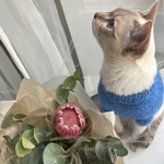 Лапки и усики: букет-комплимет с экзотической протеей - Фотография 3